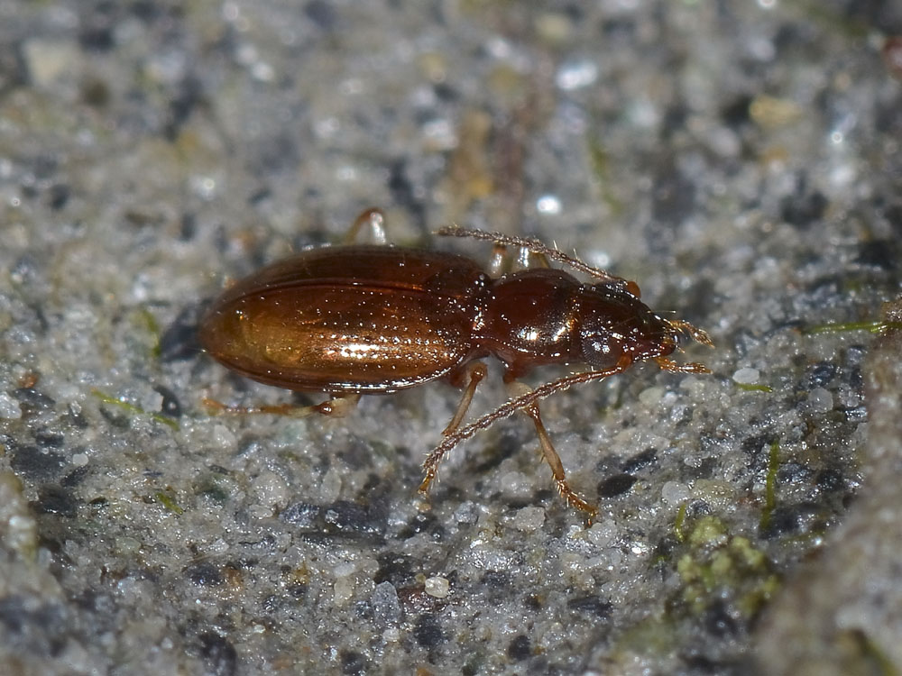 Sinechostictus decoratus